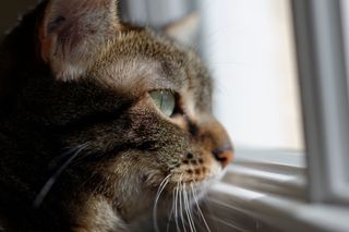 A cat looking out the window.