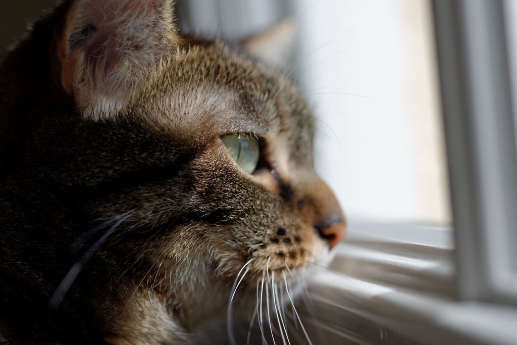 A cat looking out the window.
